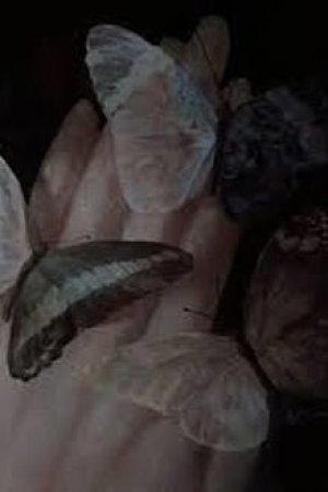 Đóa Hồng Bạc Mệnh